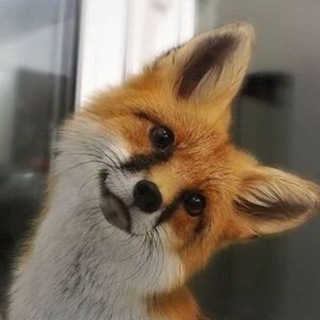 Photo of the private contact Лися 🦊 on Telegram