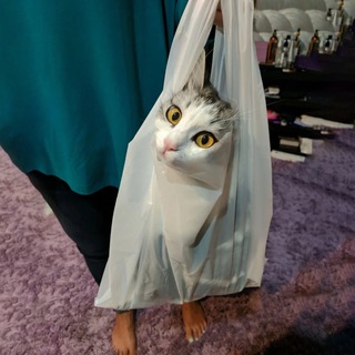 Logo of the Telegram channel Cat in a Bag $CBAG