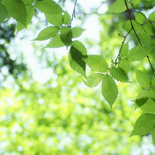 Logo of the Telegram channel Green Growth