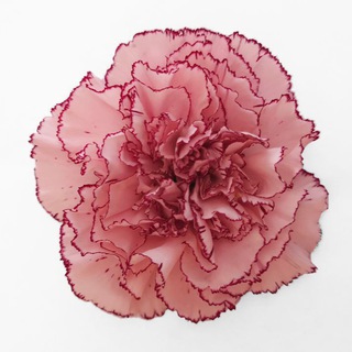 Логотип телеграм бота Carnations.