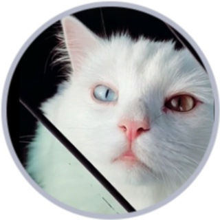 Logo of the Telegram group Hebei the Cat 😺