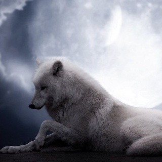 Logo of the Telegram channel The White Wolf