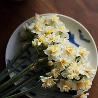 Логотип телеграм канала 💛🌼Narcissus نَرجس