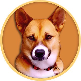 Logo of the Telegram channel Ken - The First DOGE