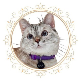 Logo of the Telegram group Nala Cat Official