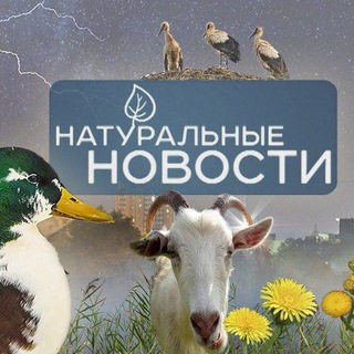 Логотип телеграм канала Натуральные новости🌿🌳🍃