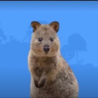 Photo of the private contact Migration Portal For Quokka V2 on Telegram