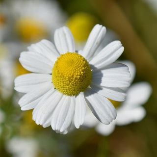 Logo of the Telegram channel Leben und Wirken im Einklang mit der Natur