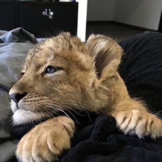 Photo of the private contact Simba on Telegram