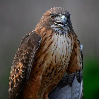 Photo of the private contact Hawks on Telegram