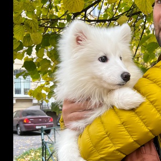 Логотип телеграм канала Windy-Пух самоед 🐻‍❄️